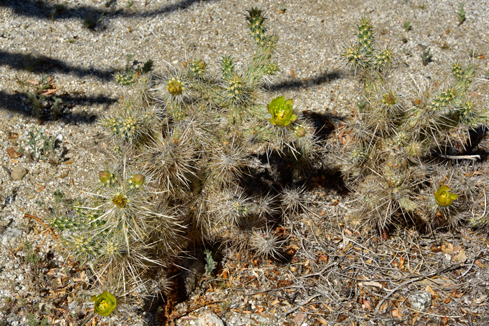 Gander's Buckhorn Cholla “leaves” are modified into spines or glochids and emerge from areoles. There are approximately 11 to 18 spines per areole, whitish, pale yellow to pinkish tan to reddish and aging brown or black. Cylindropuntia ganderi 